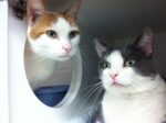 Spanky-Mia