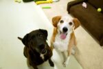 Faith and Daisy