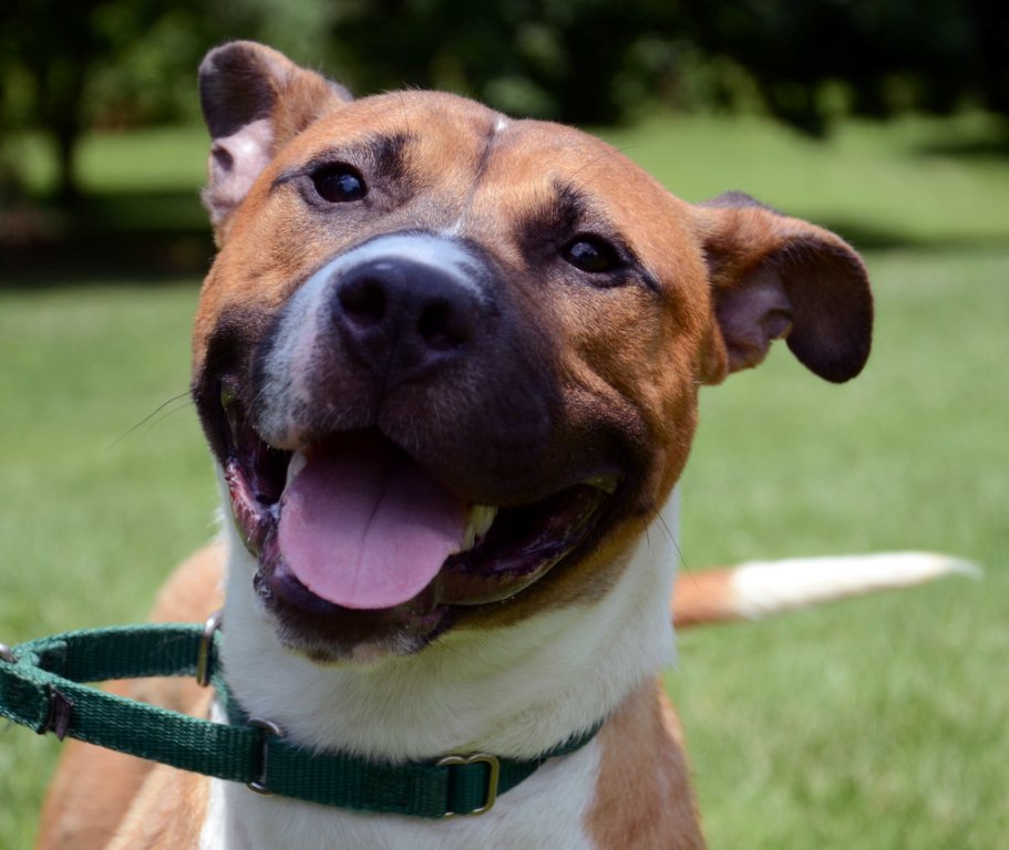 Read more about the article Pet of the Week: Cyrus