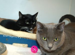 Read more about the article Adopt-a-Pet: Kiki and Oreo