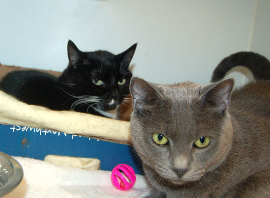 You are currently viewing Adopt-a-Pet: Kiki and Oreo