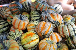 Read more about the article Photo of the Week: Gourds a-Plenty