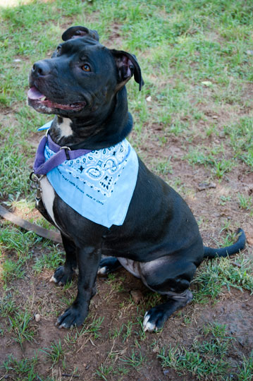 Read more about the article Adopt-a-Pet: Mya