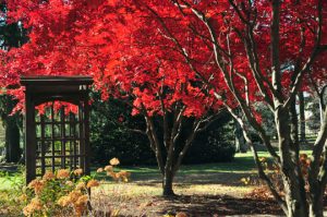 Read more about the article Photo of the Week: Crimson Canopy
