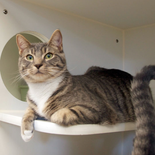 Read more about the article Adopt-a-Pet: Linus and Pigpen