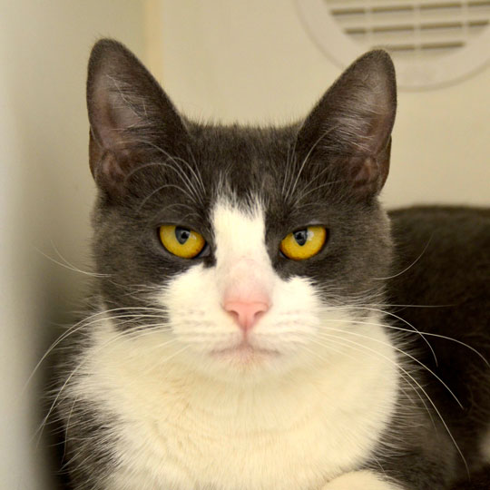 You are currently viewing Adopt-a-Pet: Gertrude
