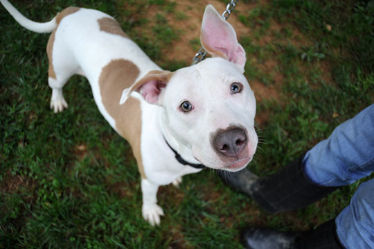 Read more about the article Adopt-a-pet: Penny