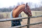 horse-in-profile