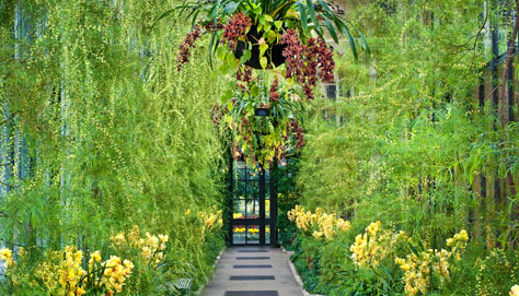 Read more about the article Orchid Extravaganza Opens – Longwood Gardens