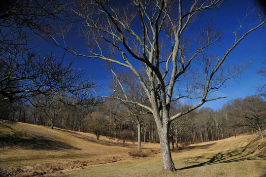 Read more about the article Photo of the Weeke Bare trees, blue skies