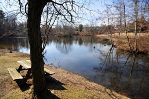 Read more about the article Photo of the Week: Calm Pond on a Sunny Day