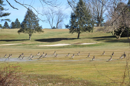 Read more about the article Photo of the Week: Goose Golf