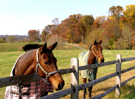 Read more about the article The rolling hills of horse country