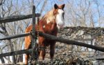 High-Horse