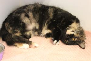 You are currently viewing Adopt-a-Pet: Lovely Rita