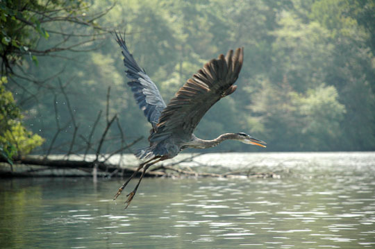 You are currently viewing Photo of the Week: Rising heron