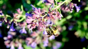 Read more about the article Photo of the Week: Busy Bee