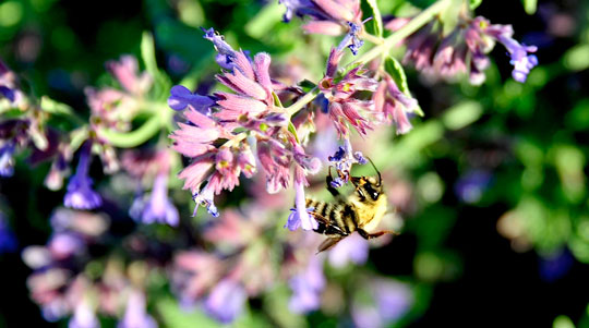 You are currently viewing Photo of the Week: Busy Bee