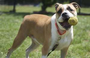Read more about the article Adopt-a-Pet: Maggie