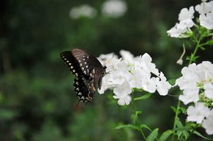 Read more about the article Photo of the Week: Flutter Down