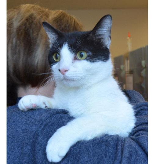 You are currently viewing Adopt-a-Pet: Sidney