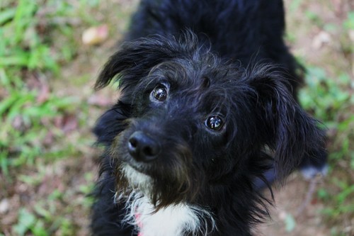You are currently viewing Adopt-a-Pet: Sprocket