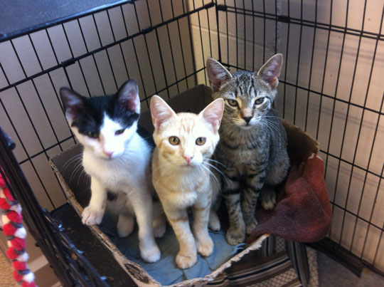 Read more about the article Adopt-a-Pet: Kittens