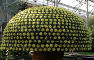 Read more about the article Chrysanthemum Festival at Longwood Gardens