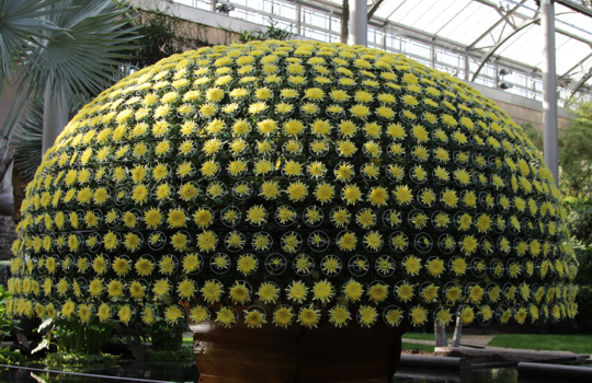 You are currently viewing Chrysanthemum Festival at Longwood Gardens