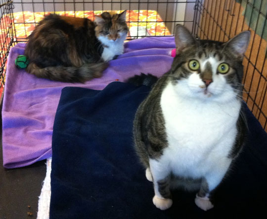 You are currently viewing Adopt-a-Pet: Mertyl and Morty