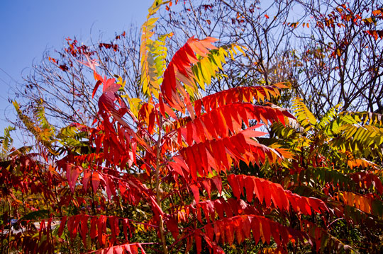 You are currently viewing Photo of the Week: Colored Leaves