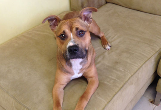 You are currently viewing Adopt-a-Pet: Capone