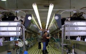 Read more about the article Living History: A family industry of dairy farming