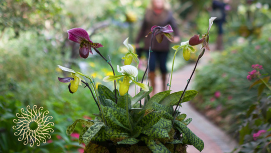 You are currently viewing Longwood Gardens Orchid Extravaganza Opens