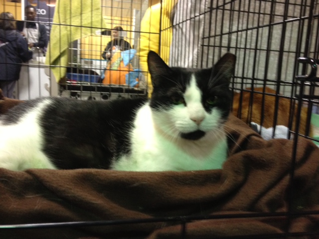 You are currently viewing Adopt-a-Pet Feb. 20: Snowdrop