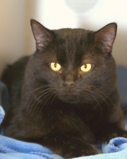 You are currently viewing Adopt-a-Pet March 13: Panther Kitty