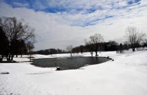 Read more about the article Photo of the Week: A Patch of Blue