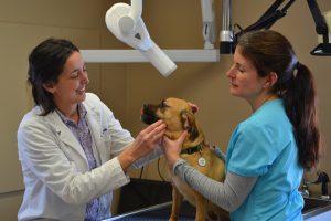 Read more about the article Veterinary hospital hosts open house