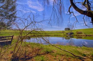 Read more about the article Photo of the Week: Springhouse Pond under Blue Skies