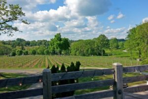 The field at the vineyard.