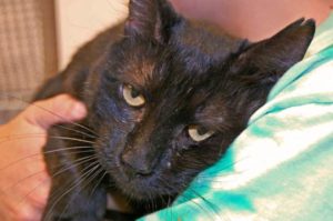 Read more about the article Adopt-a-Pet: Licorice