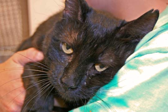 You are currently viewing Adopt-a-Pet: Licorice