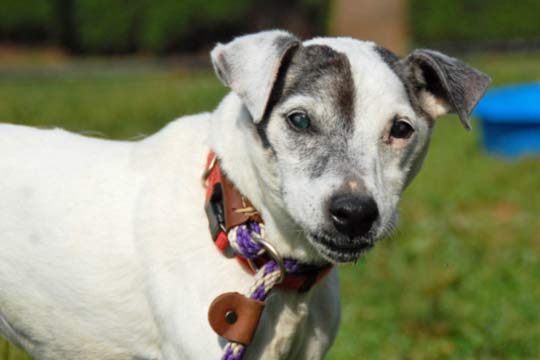 You are currently viewing Adopt-a-Pet: Samantha