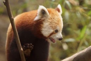 Read more about the article Red pandas create stir at Brandywine Zoo