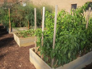 Despite the frost, the Patton Project's raised beds are still flourishing - and producing.