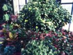 IMG_3481-300x225