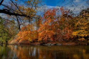 Read more about the article Photo of the Week: Autumn Leaves