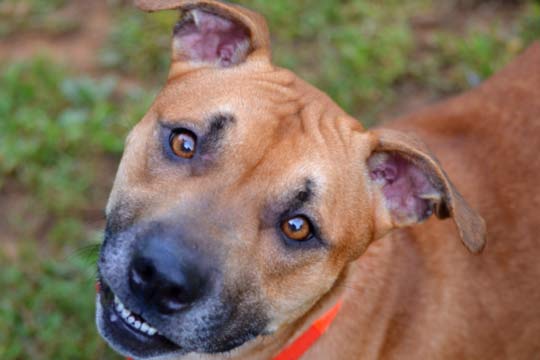 You are currently viewing Adopt-a-Pet: Caroline