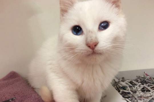 You are currently viewing Adopt-a-Pet: Leche