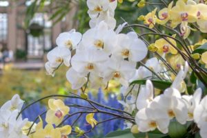 Read more about the article Orchid Extravaganza to bloom at Longwood
